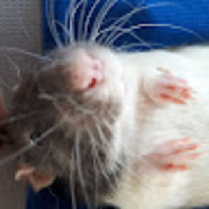 Meet your Posher, Seb